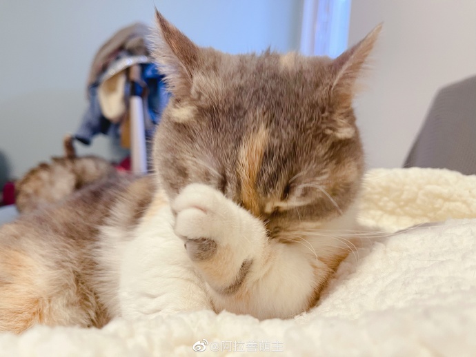 猫图片|宠物猫|猫咪|