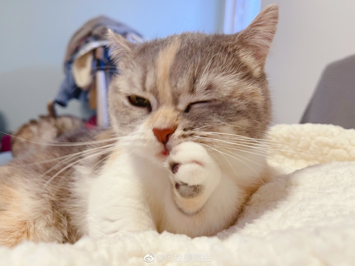 猫图片|宠物猫|猫咪|