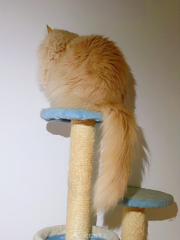 猫图片|宠物猫|猫咪|