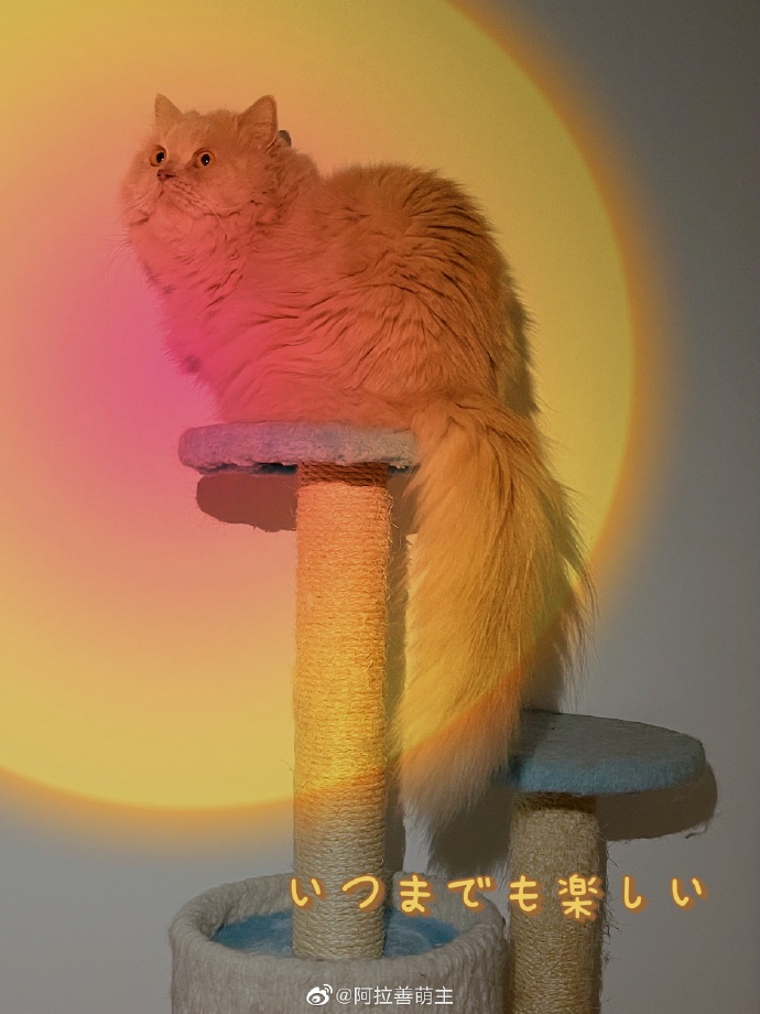 猫图片|宠物猫|猫咪|