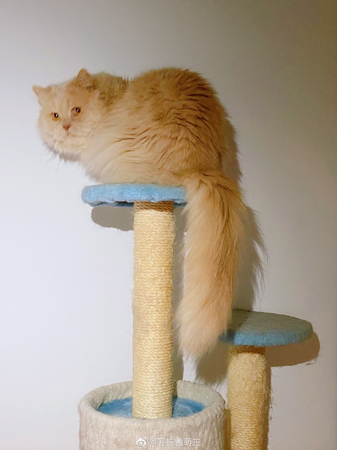 猫图片|宠物猫|猫咪|