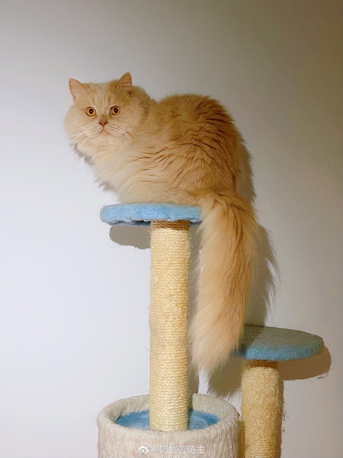 猫图片|宠物猫|猫咪|