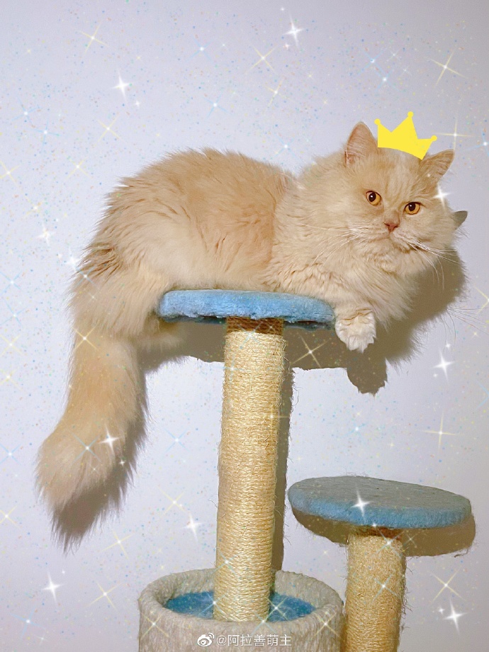 猫图片|宠物猫|猫咪|