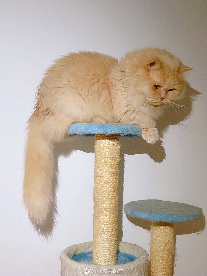 猫图片|宠物猫|猫咪|