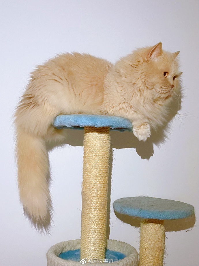 猫图片|宠物猫|猫咪|