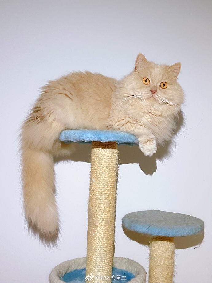 猫图片|宠物猫|猫咪|