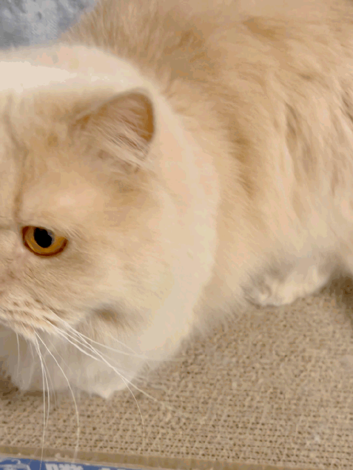 猫图片|宠物猫|猫咪|