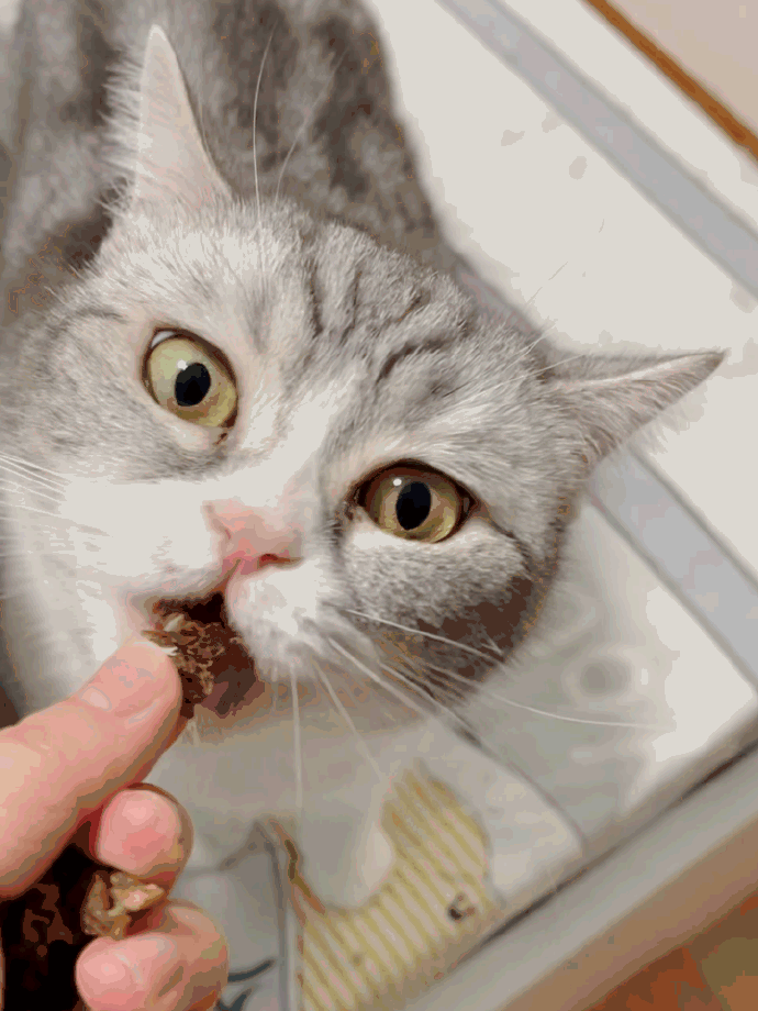 猫图片|宠物猫|猫咪|