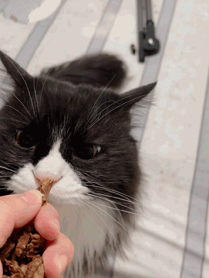 猫图片|宠物猫|猫咪|