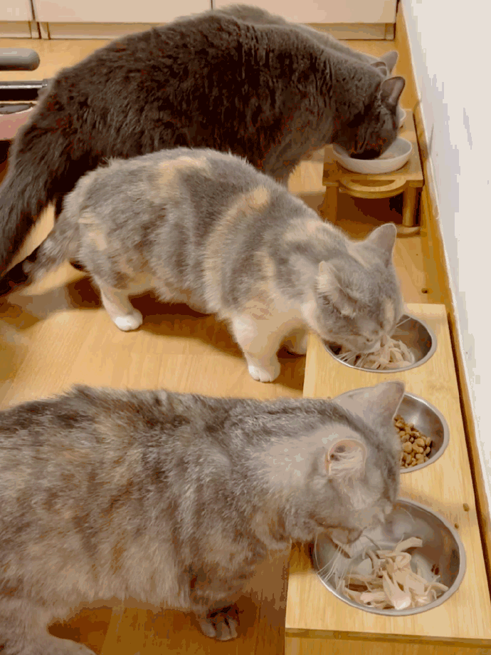 猫图片|宠物猫|猫咪|