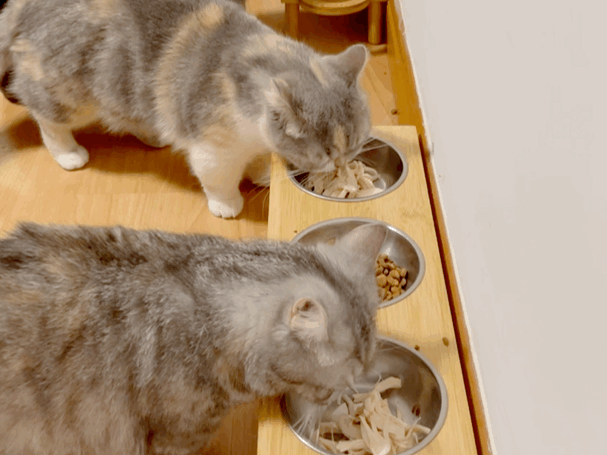 猫图片|宠物猫|猫咪|