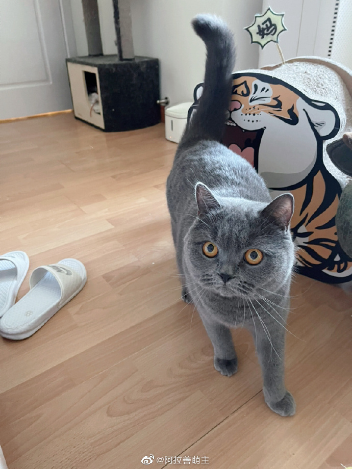 猫图片|宠物猫|猫咪|