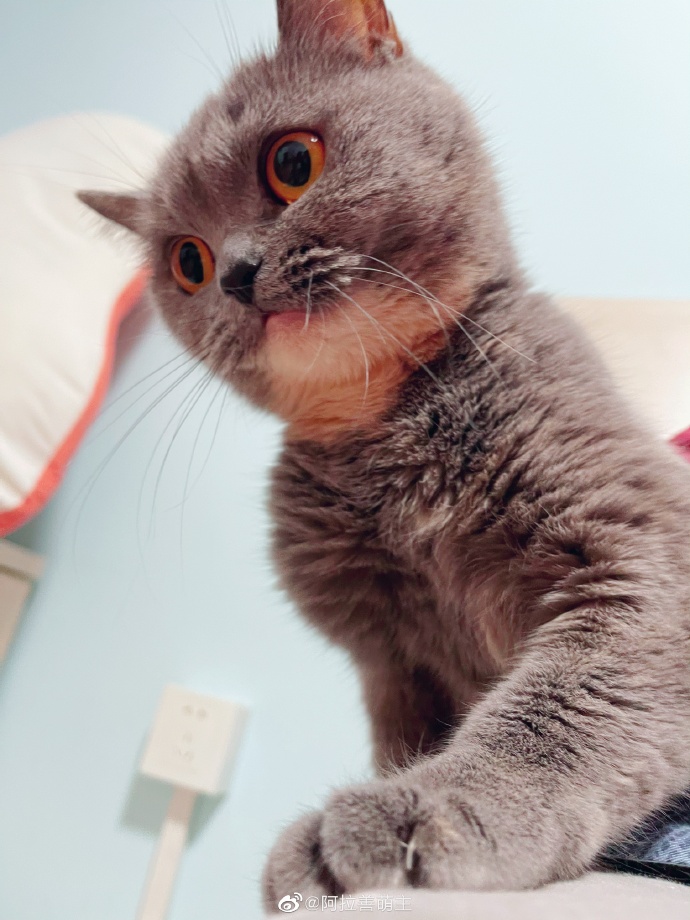 猫图片|宠物猫|猫咪|