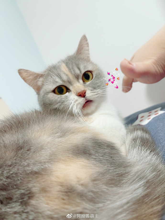 猫图片|宠物猫|猫咪|