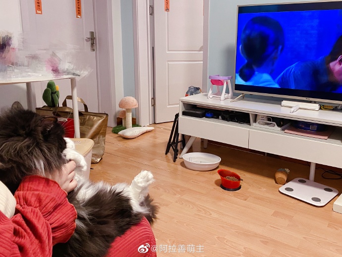 猫图片|宠物猫|猫咪|