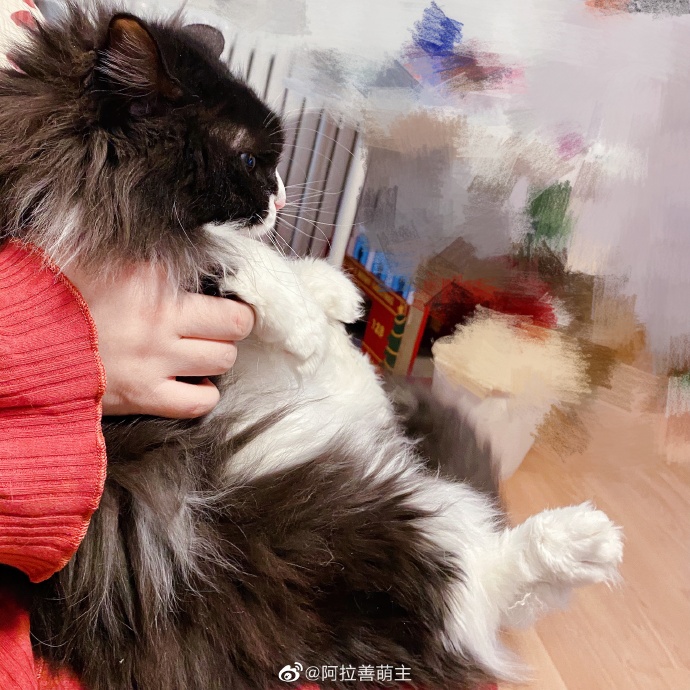 猫图片|宠物猫|猫咪|