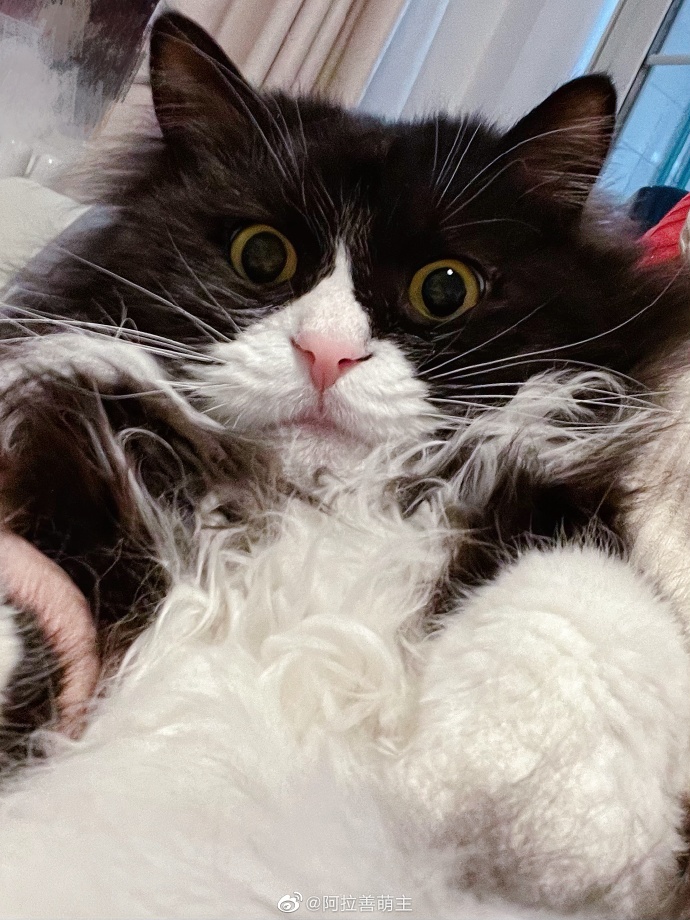 猫图片|宠物猫|猫咪|