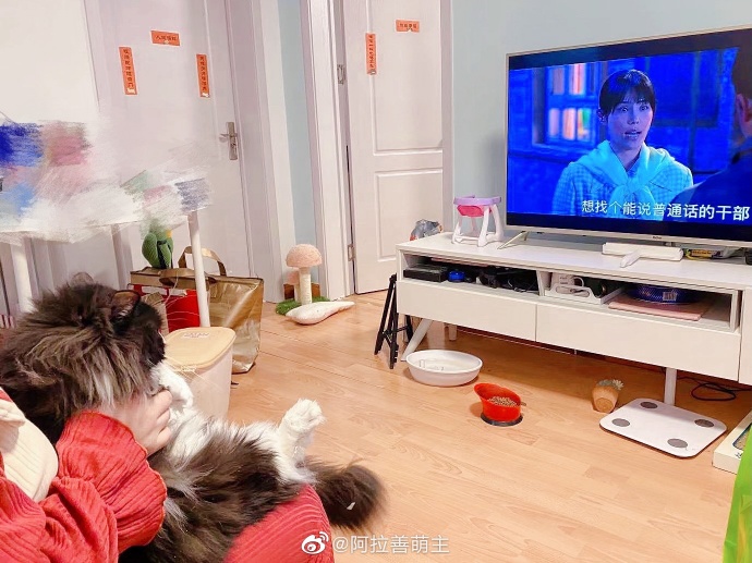 猫图片|宠物猫|猫咪|