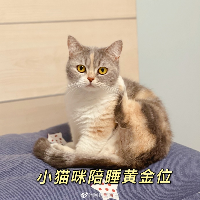 猫图片|宠物猫|猫咪|