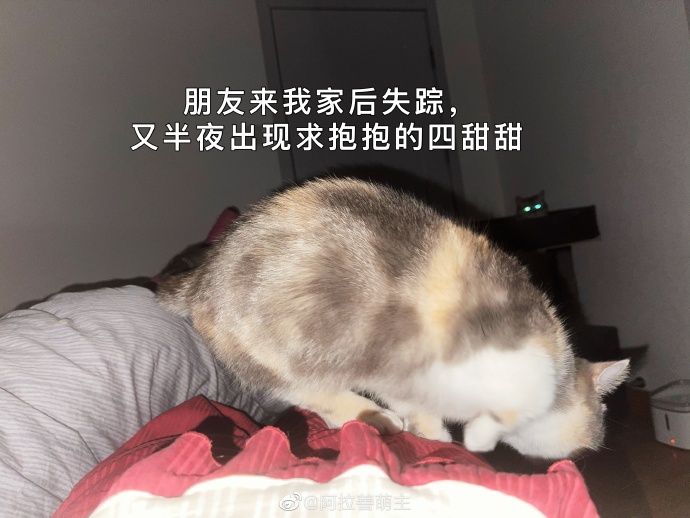 猫图片|宠物猫|猫咪|