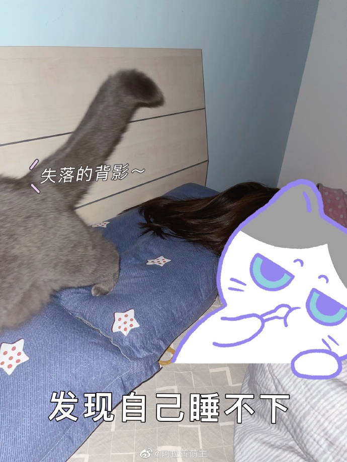 猫图片|宠物猫|猫咪|