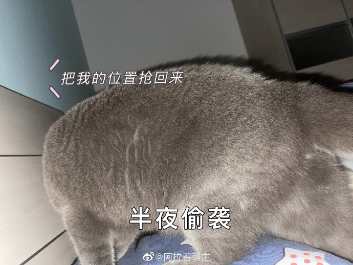 猫图片|宠物猫|猫咪|