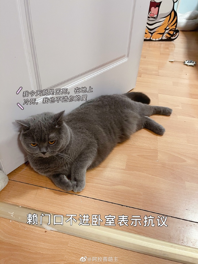 猫图片|宠物猫|猫咪|