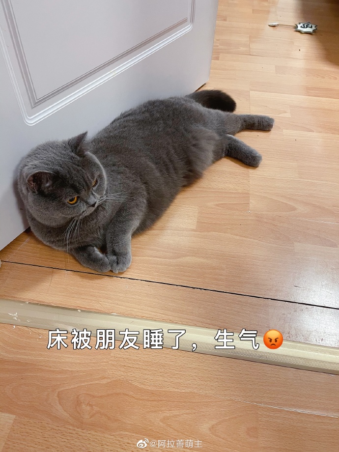 猫图片|宠物猫|猫咪|