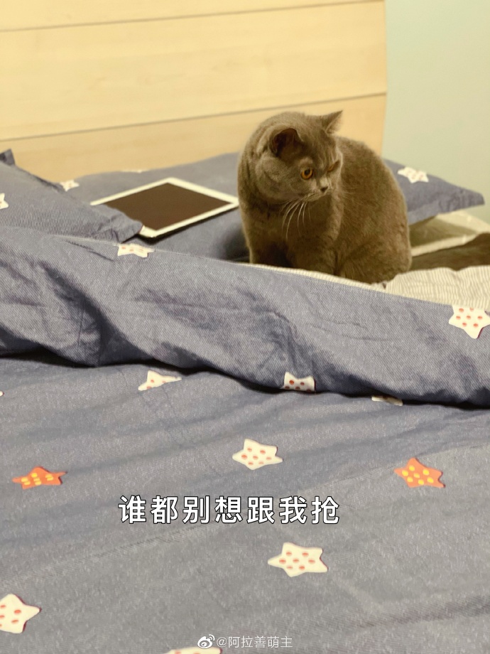 猫图片|宠物猫|猫咪|