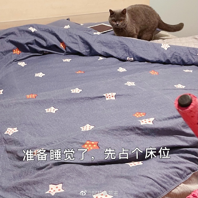 猫图片|宠物猫|猫咪|