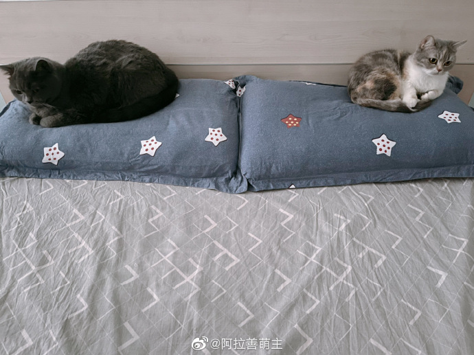 猫图片|宠物猫|猫咪|