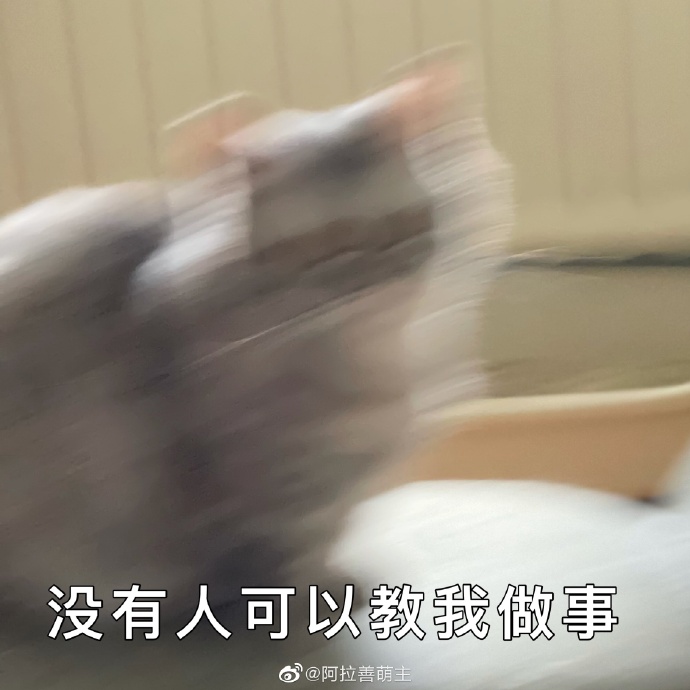 猫图片|宠物猫|猫咪|