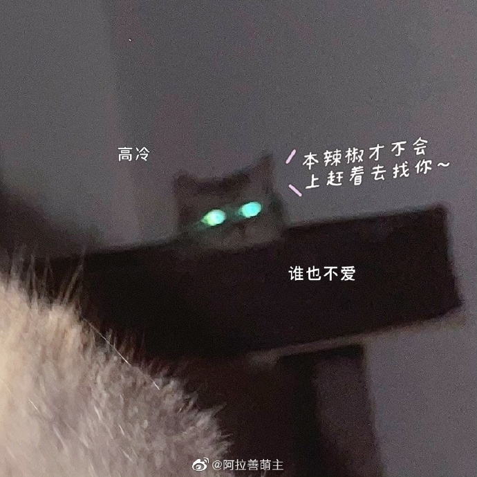 猫图片|宠物猫|猫咪|