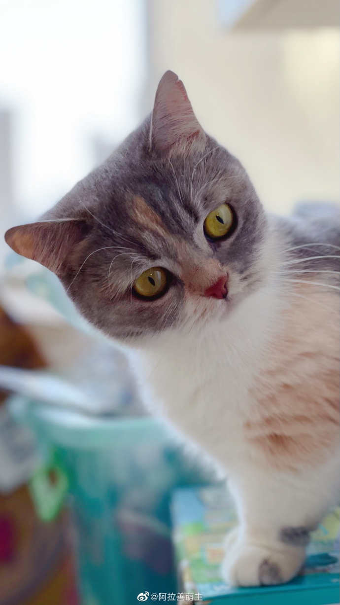 猫图片|宠物猫|猫咪|