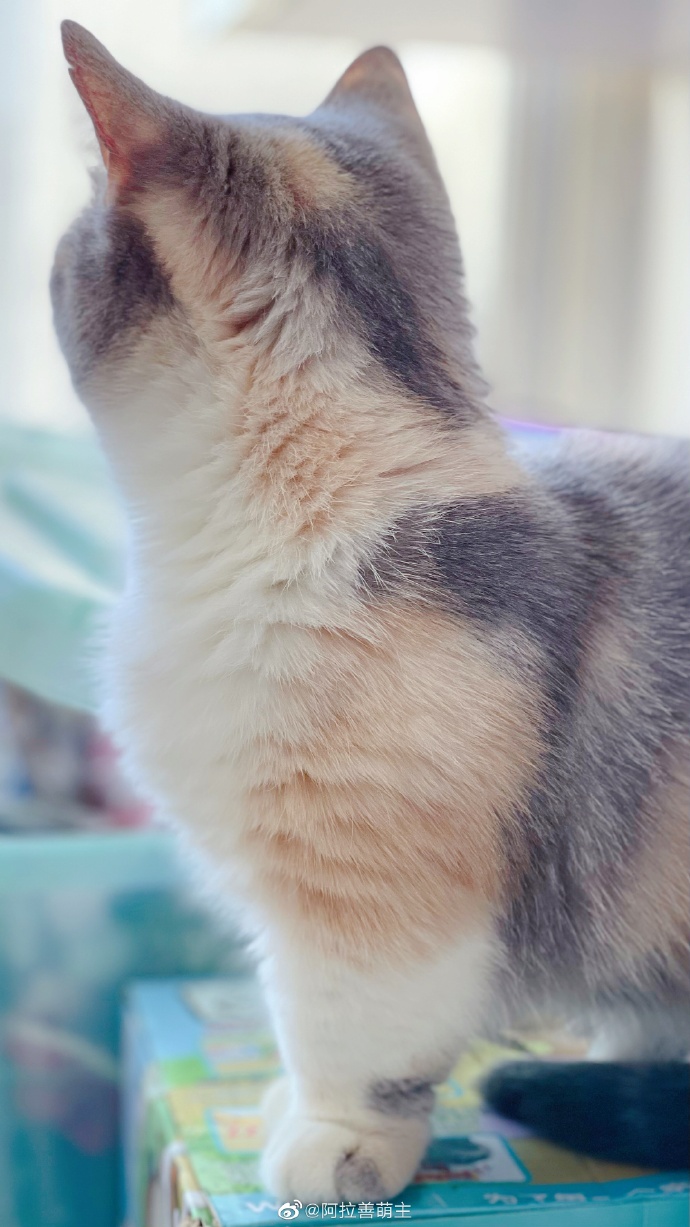 猫图片|宠物猫|猫咪|