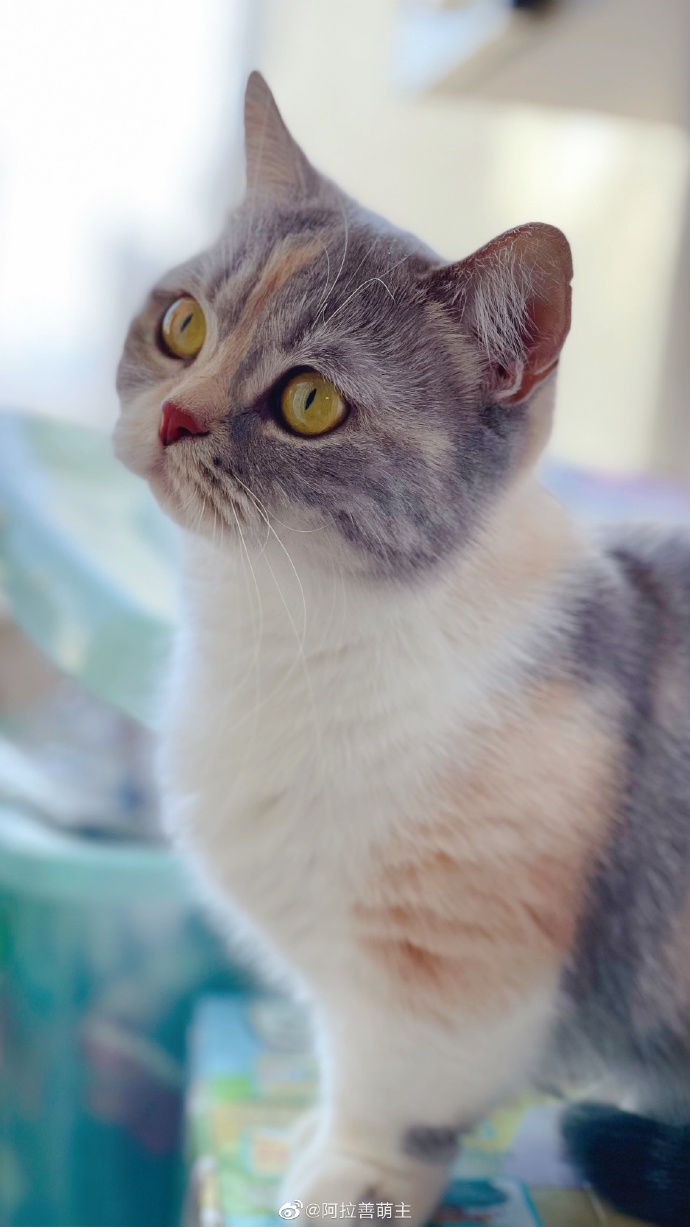 猫图片|宠物猫|猫咪|