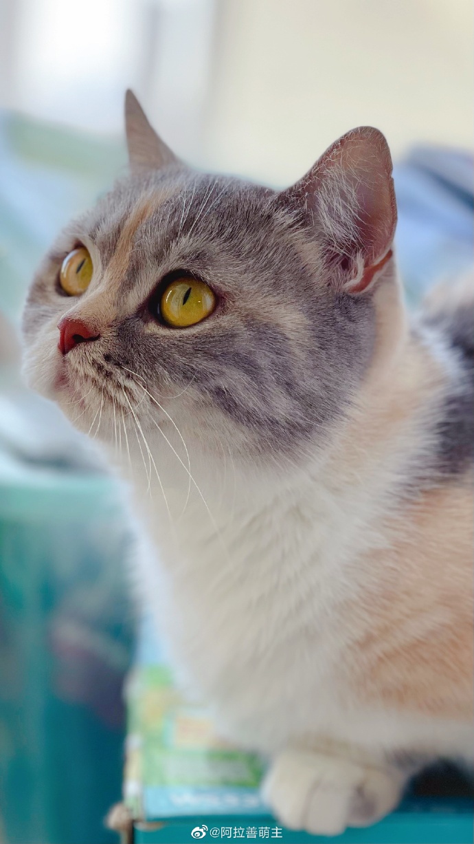 猫图片|宠物猫|猫咪|