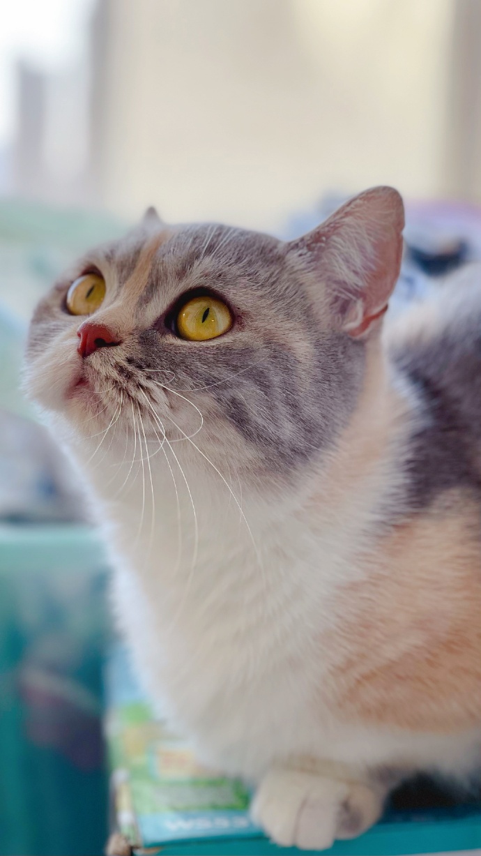 猫图片|宠物猫|猫咪|