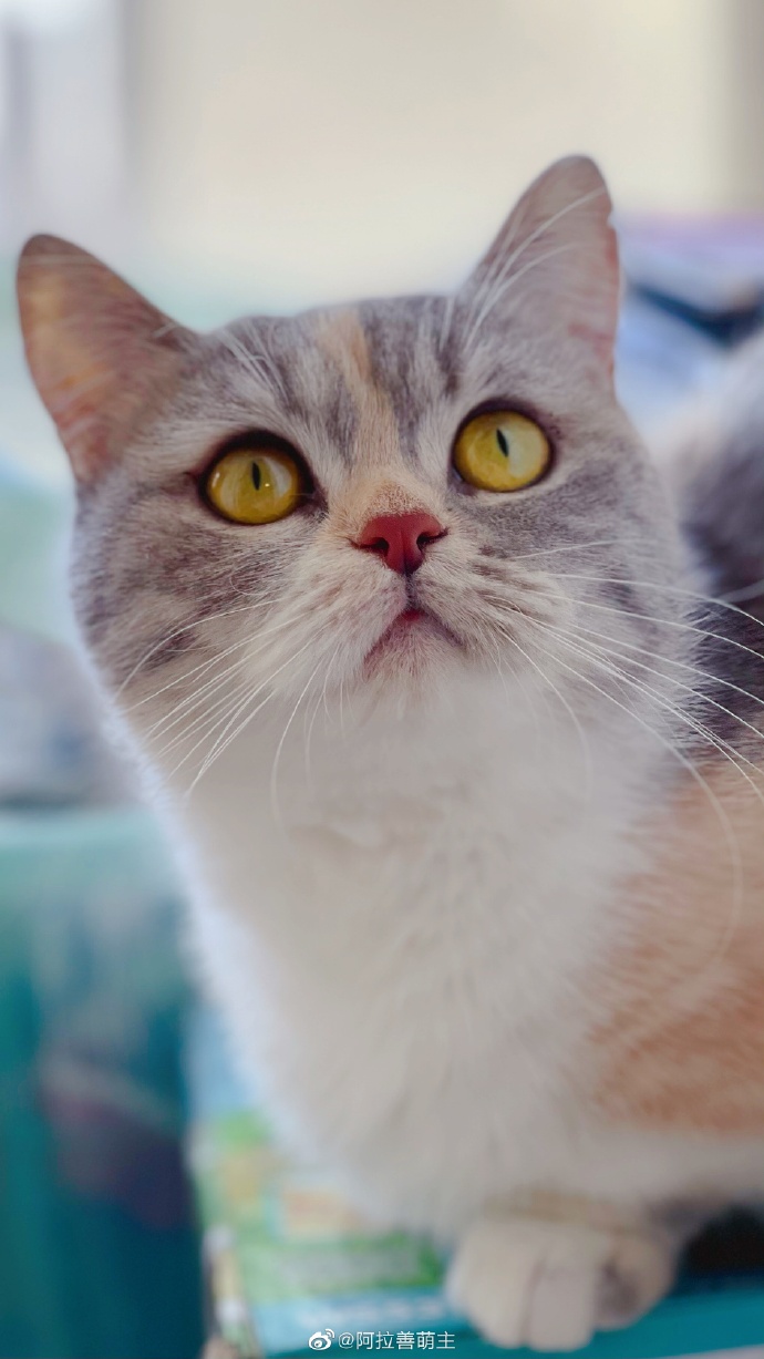 猫图片|宠物猫|猫咪|