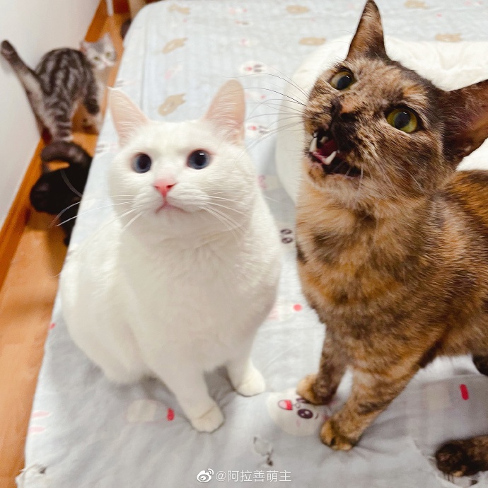 猫图片|宠物猫|猫咪|