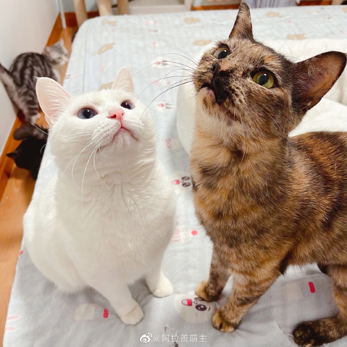 猫图片|宠物猫|猫咪|