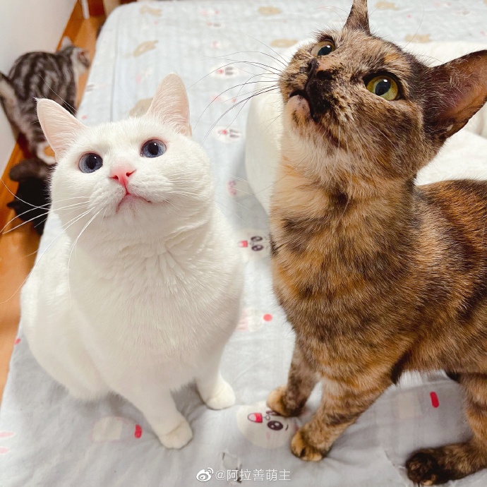 猫图片|宠物猫|猫咪|