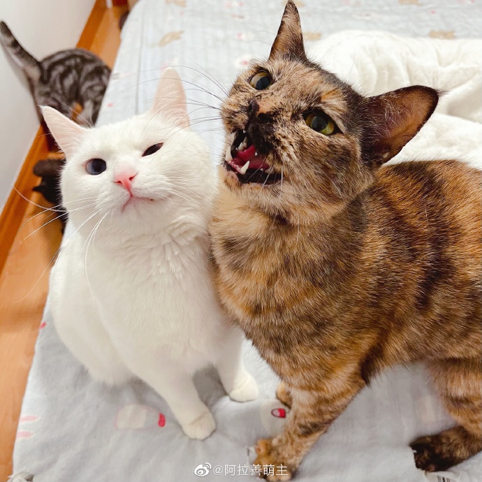 猫图片|宠物猫|猫咪|