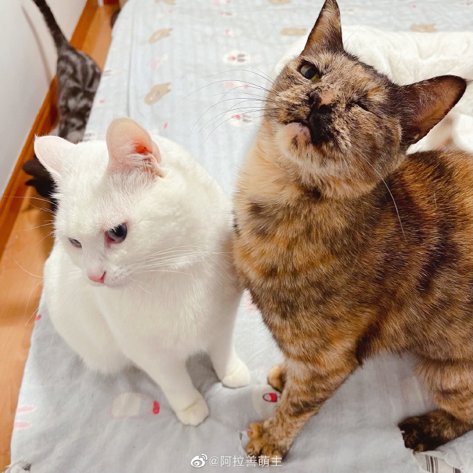 猫图片|宠物猫|猫咪|