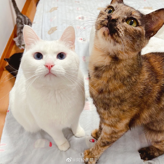 猫图片|宠物猫|猫咪|