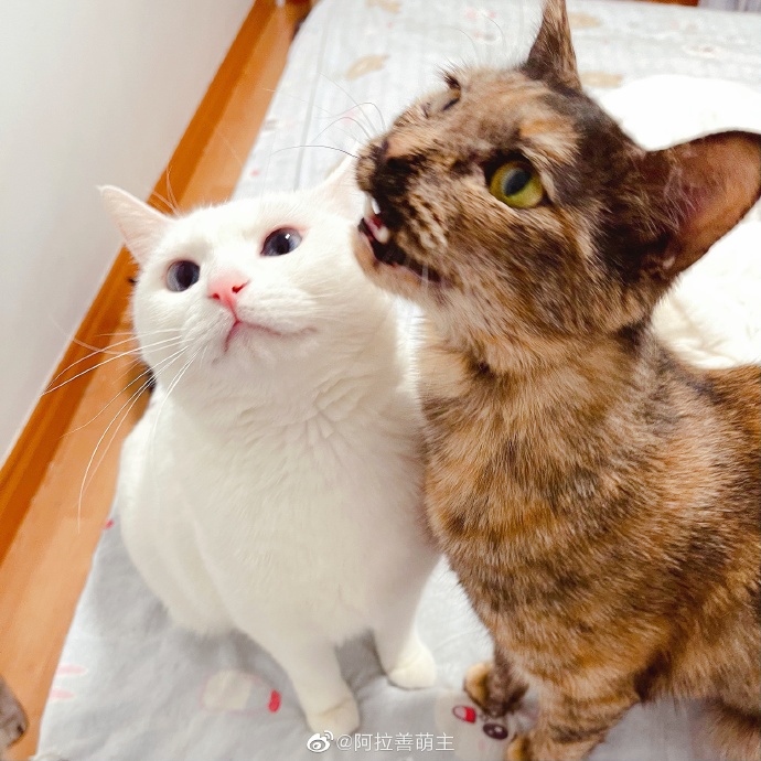 猫图片|宠物猫|猫咪|