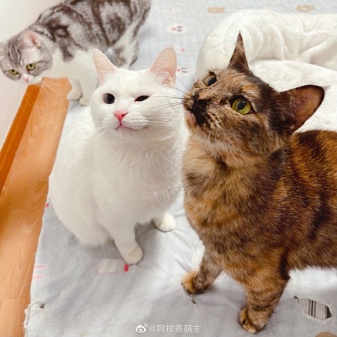 猫图片|宠物猫|猫咪|