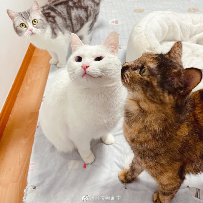 猫图片|宠物猫|猫咪|