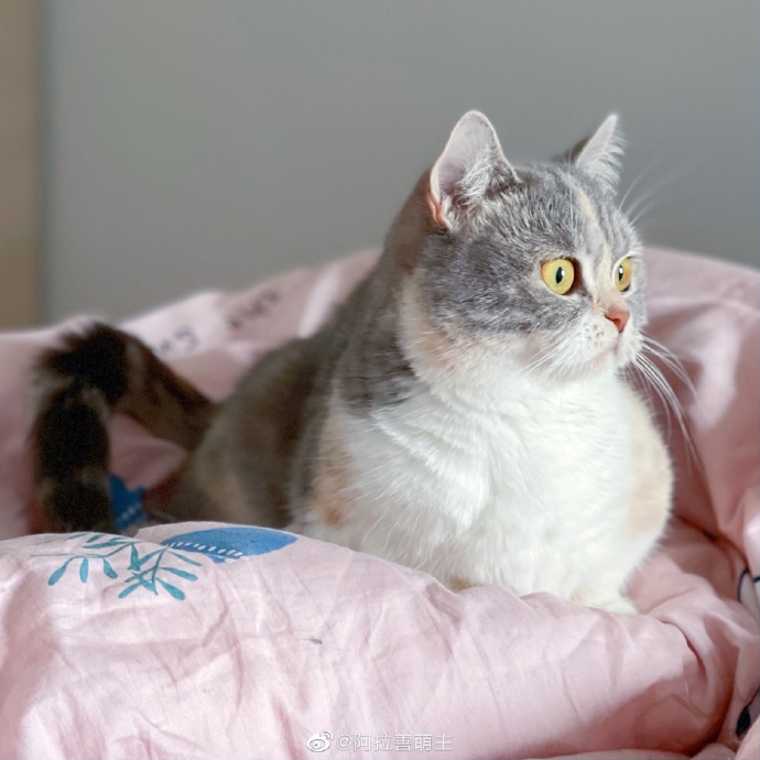 猫图片|宠物猫|猫咪|