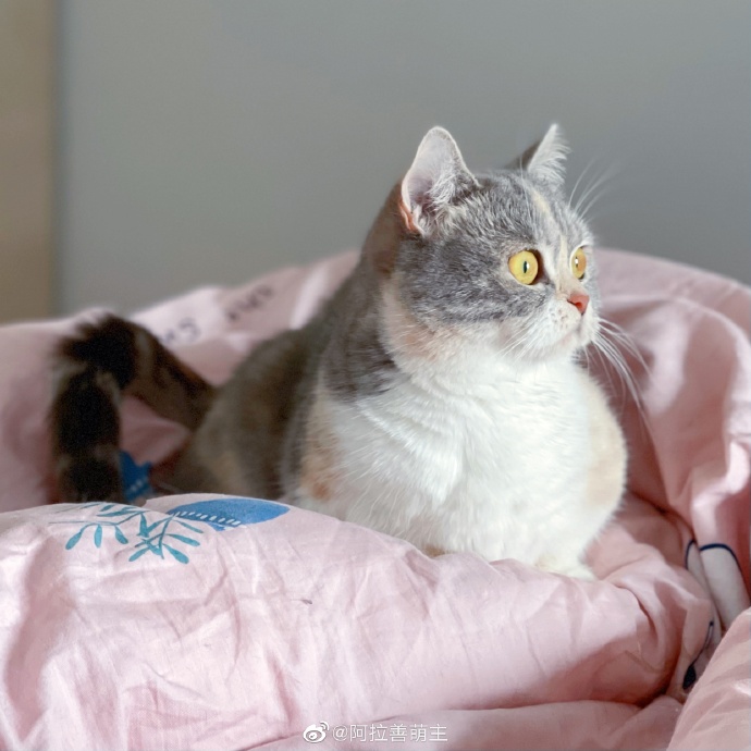 猫图片|宠物猫|猫咪|